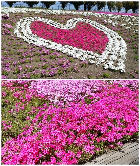 箕輪城の菜の花を見てからみさと芝桜公園へ！